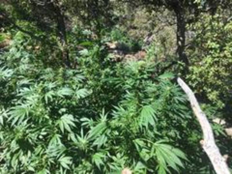 10,000 Illegal Marijuana Plants Found Inside CA National Park Banning
