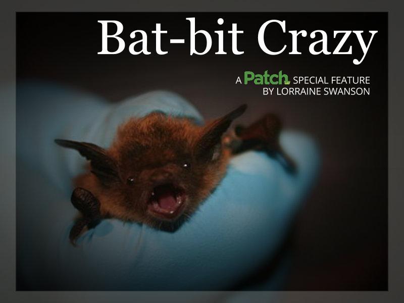 Bat Bit Crazy The Midwest Is Just Unbelievably Infested With Bats Bat Bit Crazy The Midwest Is Just Unbelievably Infested With Bats
