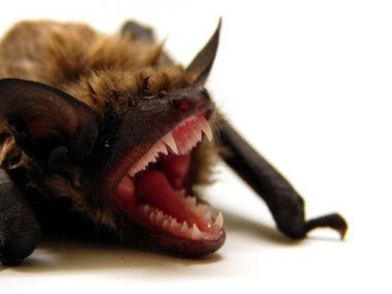 Rabid Bat Found Inside Crestwood Apartment Complex Alsip Il Patch Rabid Bat Found Inside Crestwood Apartment Complex