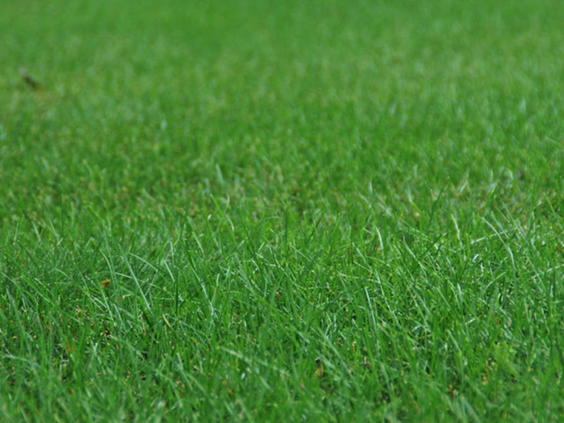 crabgrass control