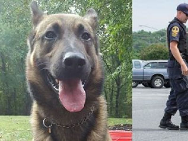 Red Dog Home Inspections Red Dog Home Inspections