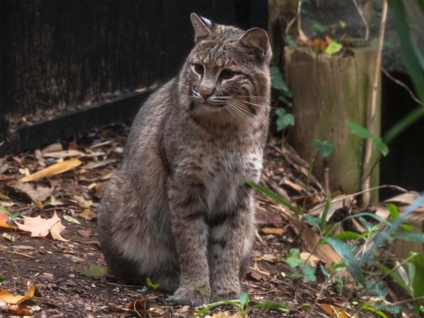 DC Bobcat Spotted Search Narrows to 2 Neighborhoods Near Zoo