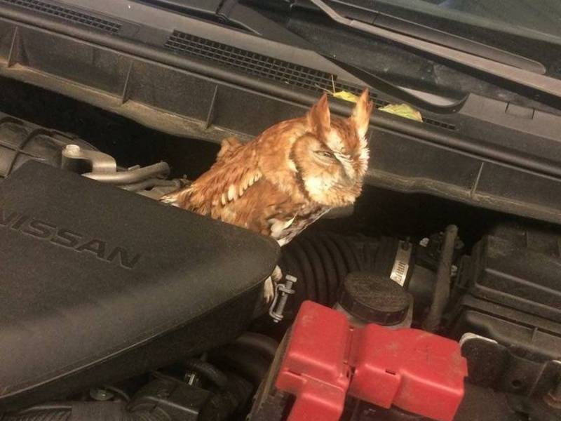 Who Goes There? Owl Found Under The Hood During NH Oil Change Salem