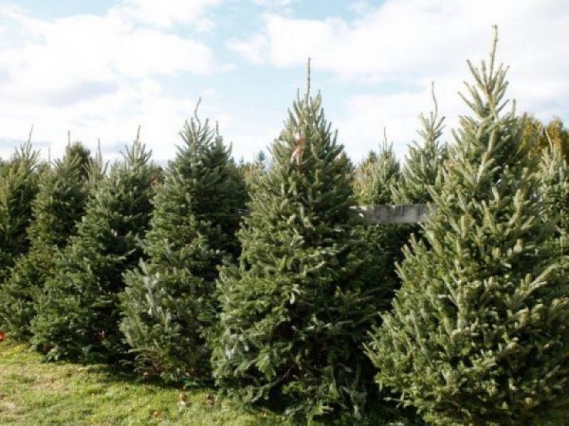 San Diego Kicks Off Annual Christmas Tree Recycling Program San Diego Kicks Off Annual Christmas Tree Recycling Program Throughout County - San Diego Kicks Off Annual Christmas Tree Recycling Program