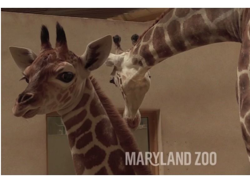 maryland zoo reveals name of baby giraffe baltimore md patch