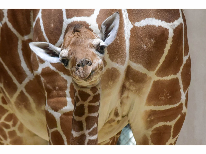 Giraffe Calf Born At Maryland Zoo Receives Plasma Transfusion - Patch.com