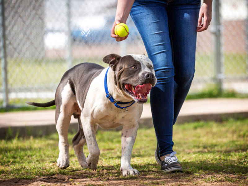 Off Leash Dog Parks In Maryland Off Leash Dog Parks In Maryland