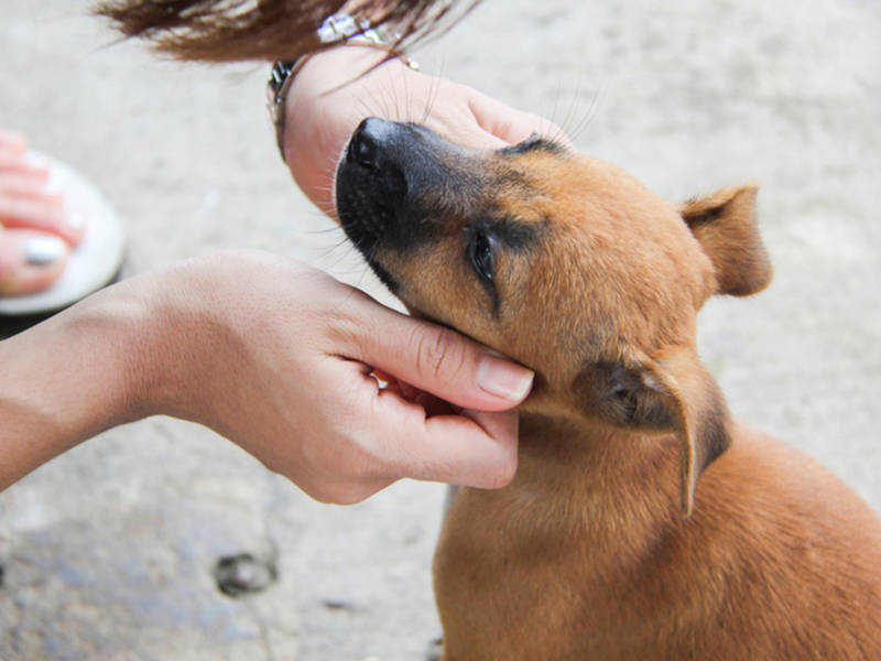 Jarrettsville Vet Rescues Hurricane Dogs From North Carolina Jarrettsville Vet Rescues Hurricane Dogs From North Carolina