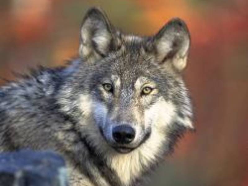 Conservation Center Decries Move To Lessen Gray Wolf Protection