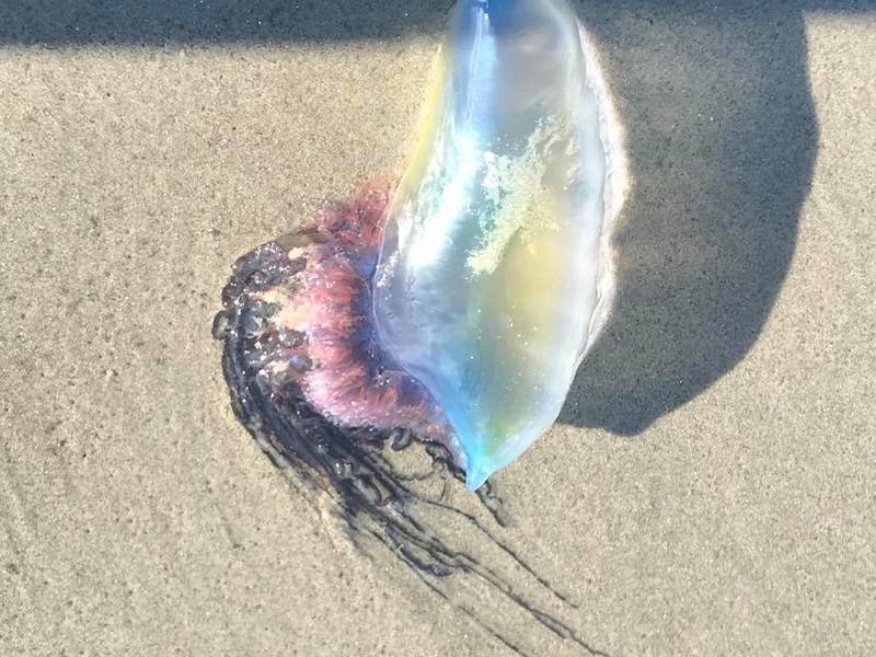 Dangerous Portuguese Man Of War Washing Up At Jersey Shore