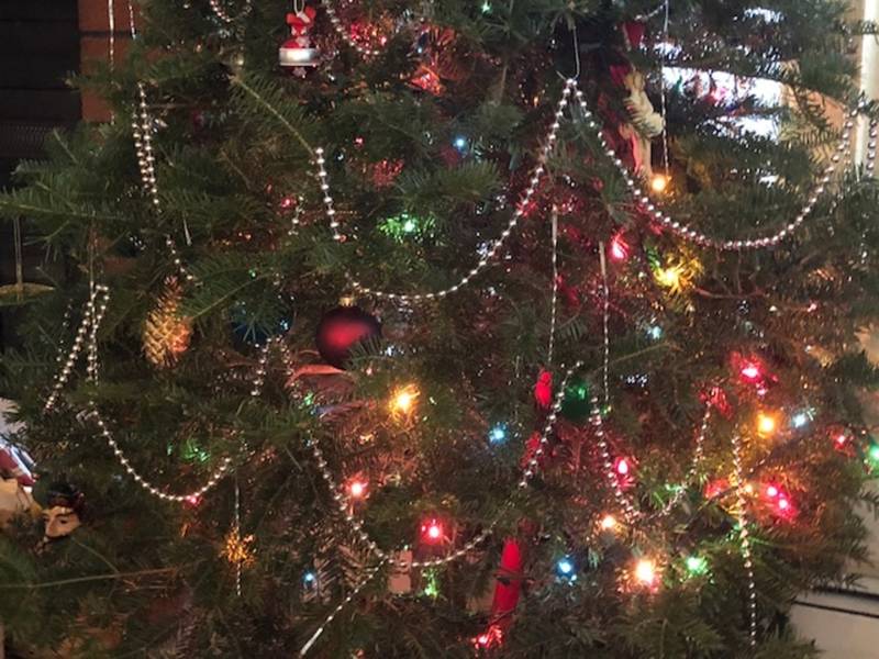 Keep Your Tree Healthy Past Christmas In The Hudson Valley New Keep Your Tree Healthy Past Christmas In The Hudson Valley - Keep Your Tree Healthy Past Christmas In The Hudson Valley New