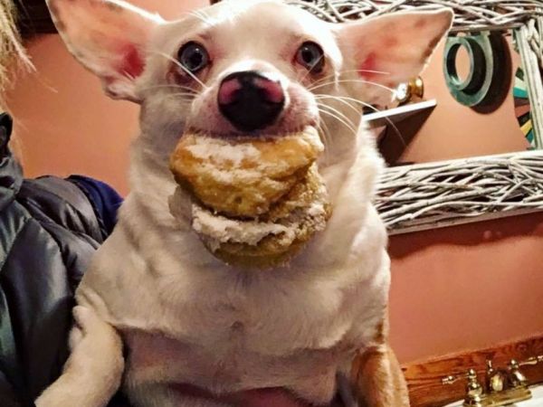 annual for dogs happy barkery prepares for annual doggie paczki day downers grove il patch annual for dogs happy barkery prepares for annual doggie paczki day downers grove il patch