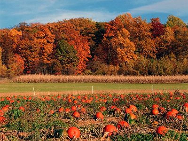 Maryland Fall Foliage 2016 Now or Never Edgewater, MD Patch