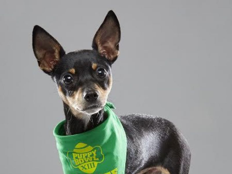 puppy adoption md puppy bowl xiii roster includes glen burnie rescue annapolis md patch puppy adoption md puppy bowl xiii roster includes glen burnie rescue annapolis md patch
