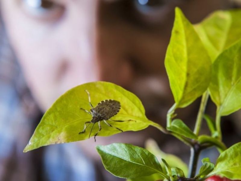 When Do Stink Bugs Come Out? This Very Instant Edgewater, MD Patch