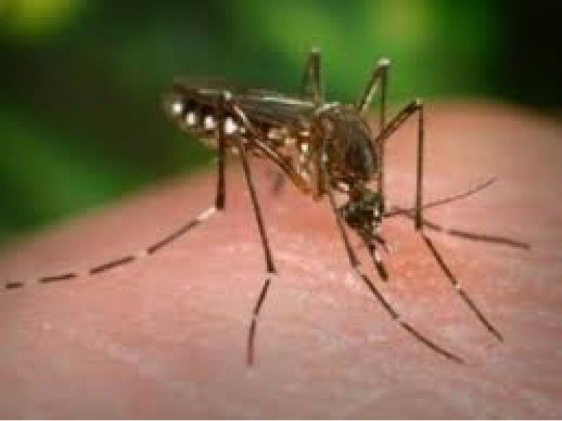 Baltimore Ranks High On Worst Mosquito Cities List - Patch.com
