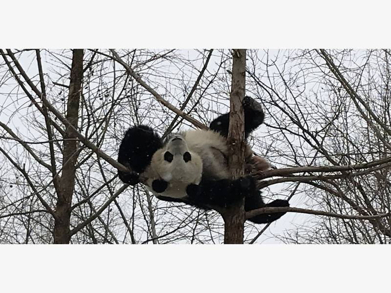 Watch Bored Pandas Celebrate Presidents Like You — Doing Nothing