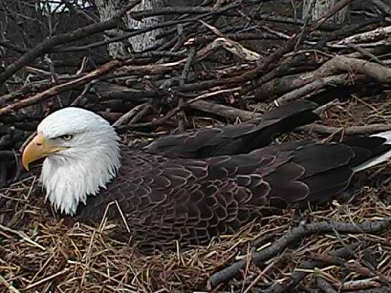 Watch Live: 2nd Eaglet About To Hatch On DC Bald Eagle Cam | Washington