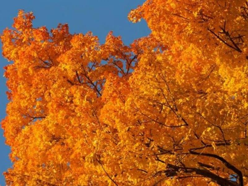 fall foliage map 2018 when autumn leaves peak in maryland anne