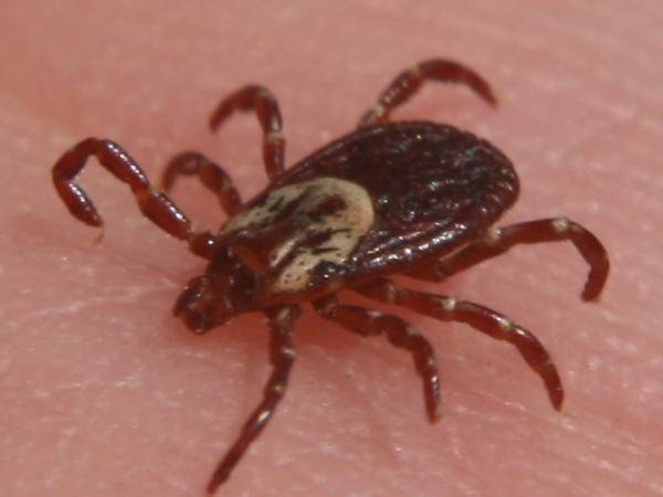 Michigan Sees 1st Rocky Mountain Spotted Fever Case Since 