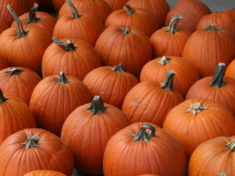 Best Pumpkin Patches and Cider Mills in Metro Detroit Rochester, MI Patch