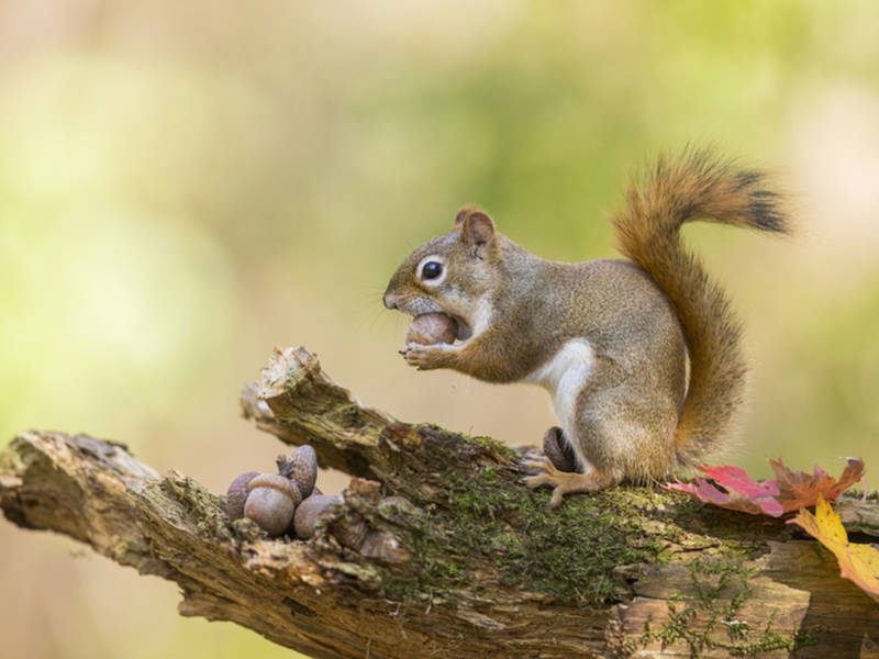 6 Squirrels Get Tails Tangled In 'Crazy Phenomenon' Across Nebraska, NE Patch