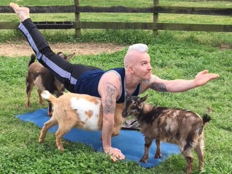 Image result for GOAT YOGA