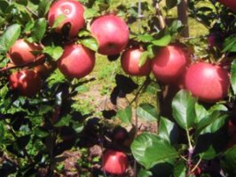 Weekend ApplePicking Season 2016 in Virginia Here's Where You Can
