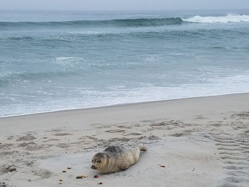 Do The Seals A Favor And Leave Them Alone Harvey Cedars Beach Do The Seals A Favor And Leave Them Alone Harvey Cedars Beach Patrol