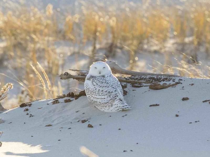 Two Snowy Owls Pay A Rare Visit To Island Beach State Park Berkeley