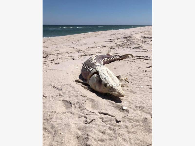 A Creepy Find At Island Beach State Park Berkeley Nj Patch A Creepy Find At Island Beach State Park 0