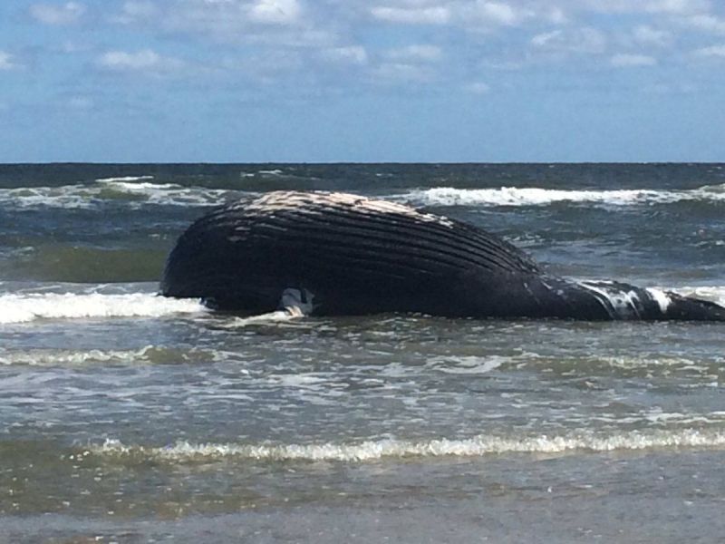Beached Whale Reported At Jersey Shore Ocean City, NJ Patch