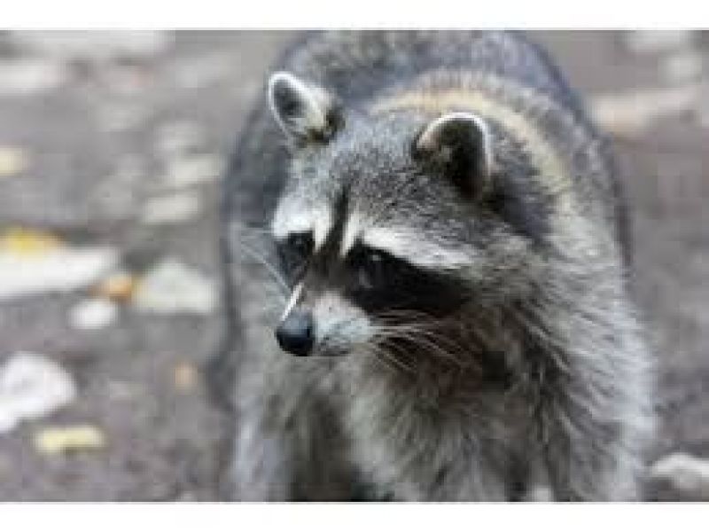 Rabid Raccoon Attacks Dog In Clementon Homeowner's Backyard