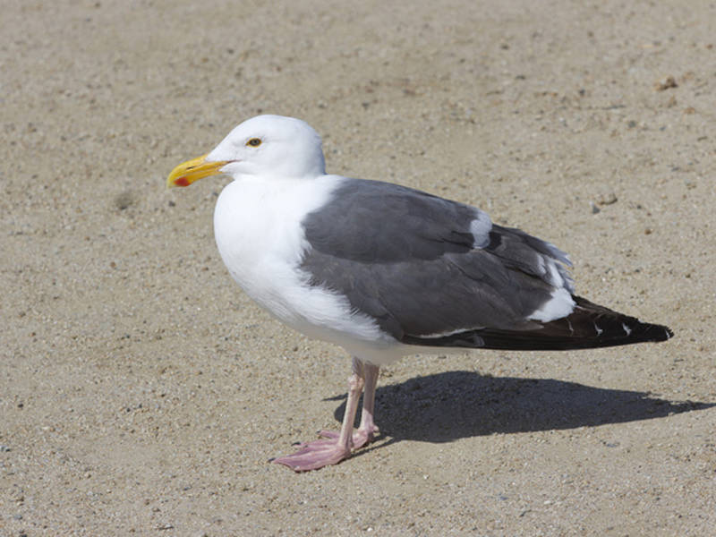 man to go to trial for killing seagull in sea isle city report