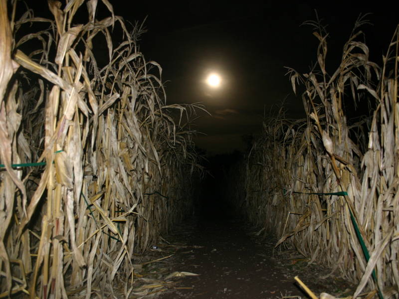 Last Chance To Go Through Corn Maze In Mercer County Is ...