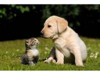 County Provided About 30,000 Pounds Of Food To Pets In 2 Years