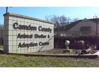 Adopt A Homeless Pet At Camden County Animal Shelter Open House