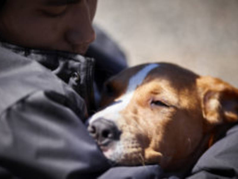 Inmates Train Service Dogs For Veterans With PTSD