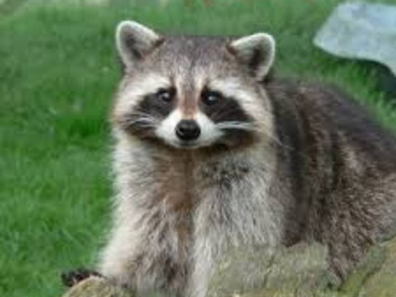 does raccoons have rabies