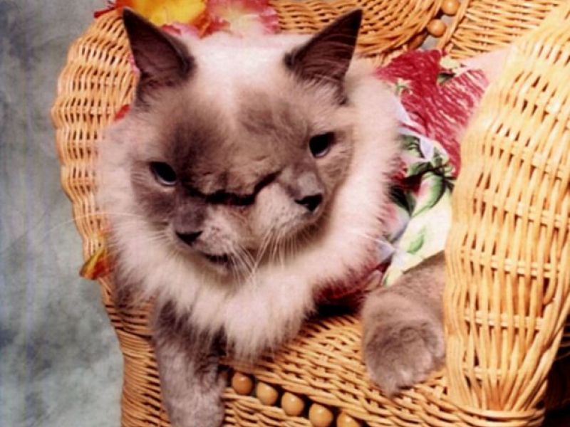 10 guinness world records held by massachusetts people and places - Biggest Cat In The World Guinness 2016 10 guinness world records held by massachusetts people and places - Biggest Cat In The World Guinness 2016