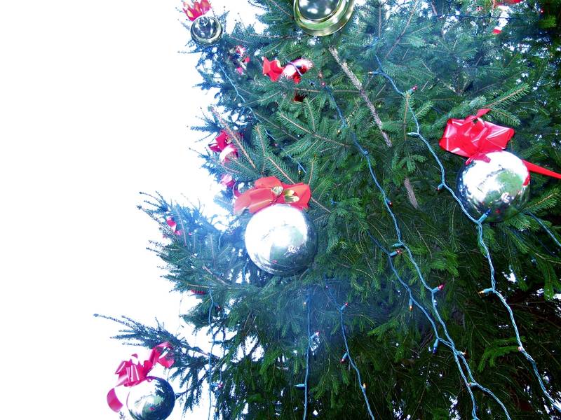 awesome picture of christmas trees natick cut your own awesome picture of christmas trees natick cut your own