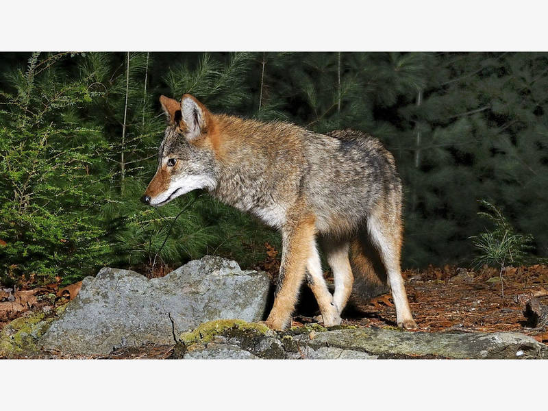 Coyote Kills Dog Natick Warns They Have Been Here All Along Coyote Kills Dog Natick Warns They Have Been Here All Along