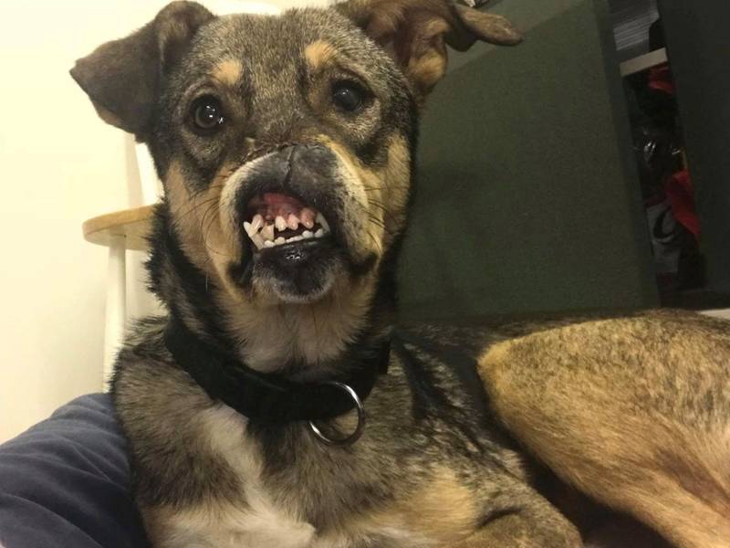 sweet paws rescue sweet paws rescue