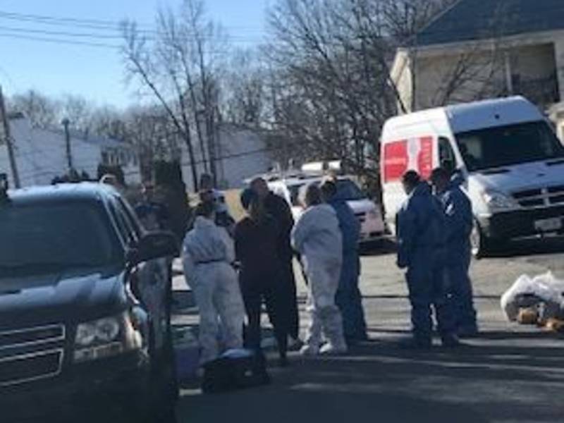 61 Cats, Dogs Seized From MA; Home Now Deemed 'Unfit For Humans