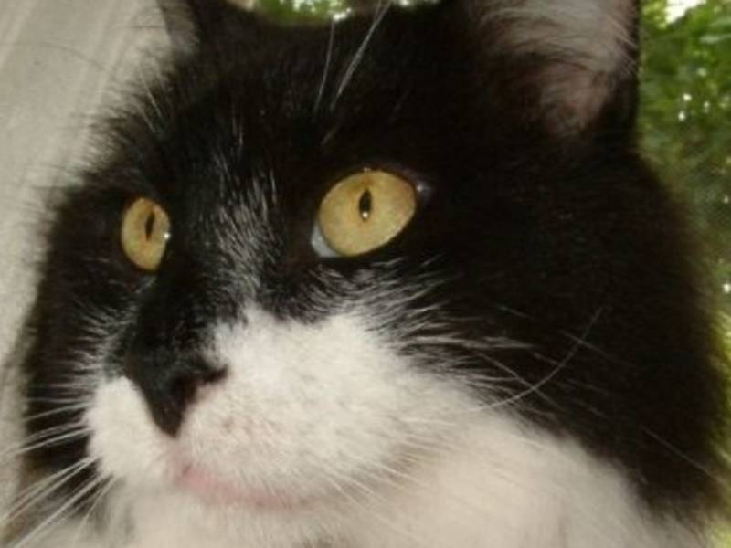 senate passes legislation tightening kitten puppy protection