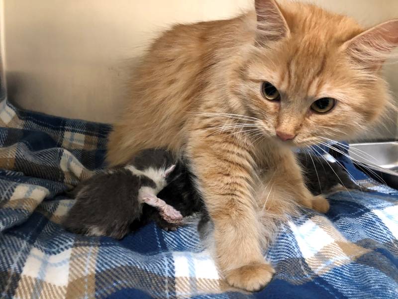 watch homeless cat nurses kitten while mom recovers from surgery